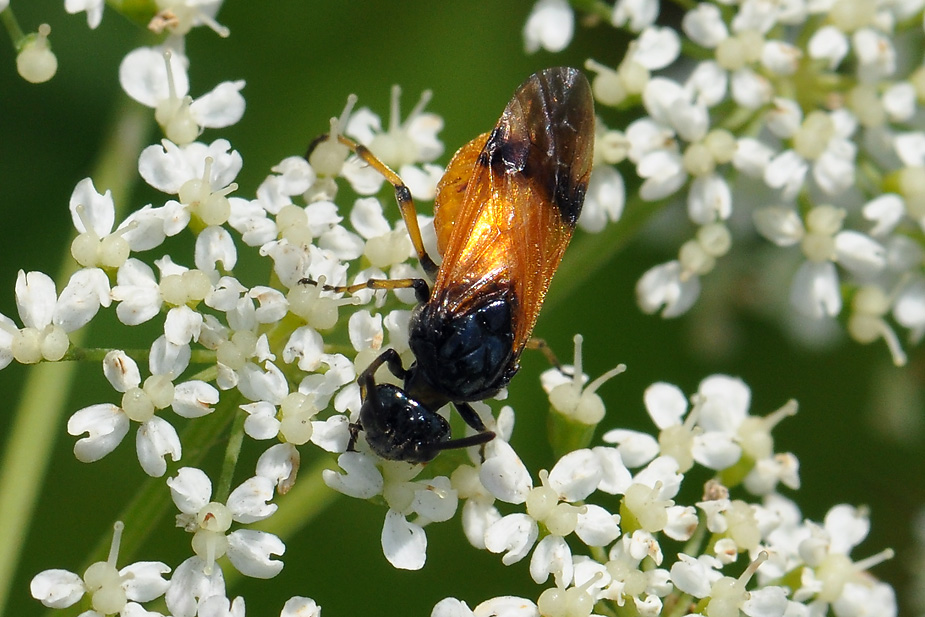 Arge cyanocrocea_0653