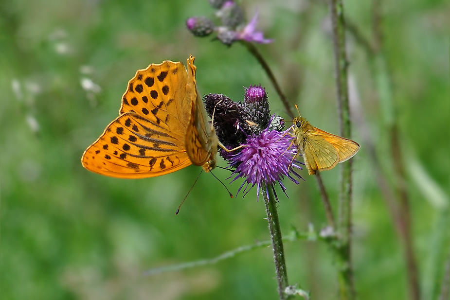 Argynnis paphia_0668