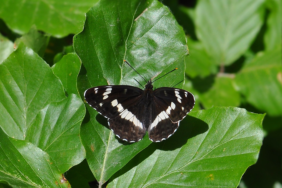 Limenitis camilla_0743