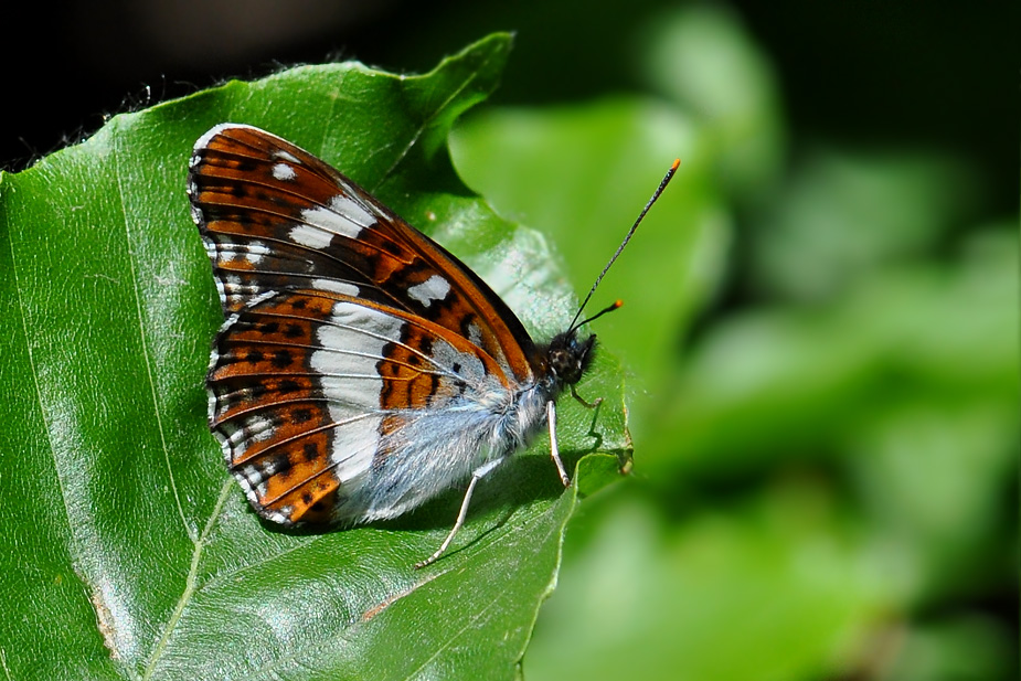 Limenitis camilla_0757
