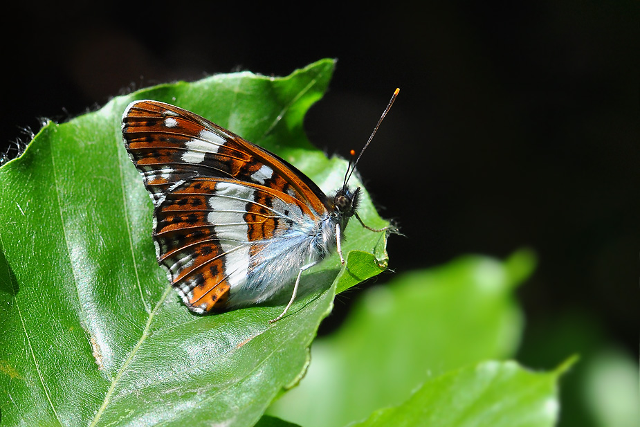 Limenitis camilla_0776