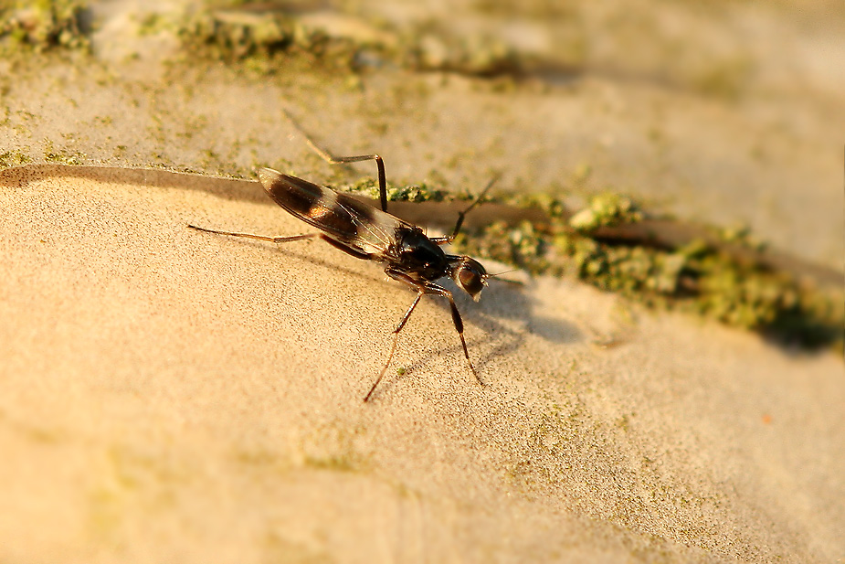 Tachydromia sp. _0531