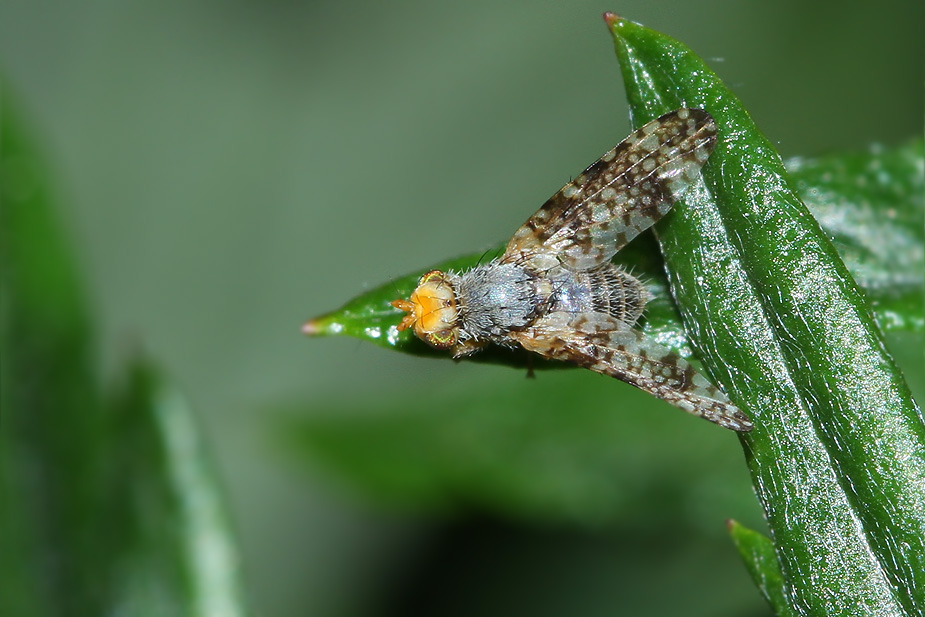 Oxyna parietina_0564