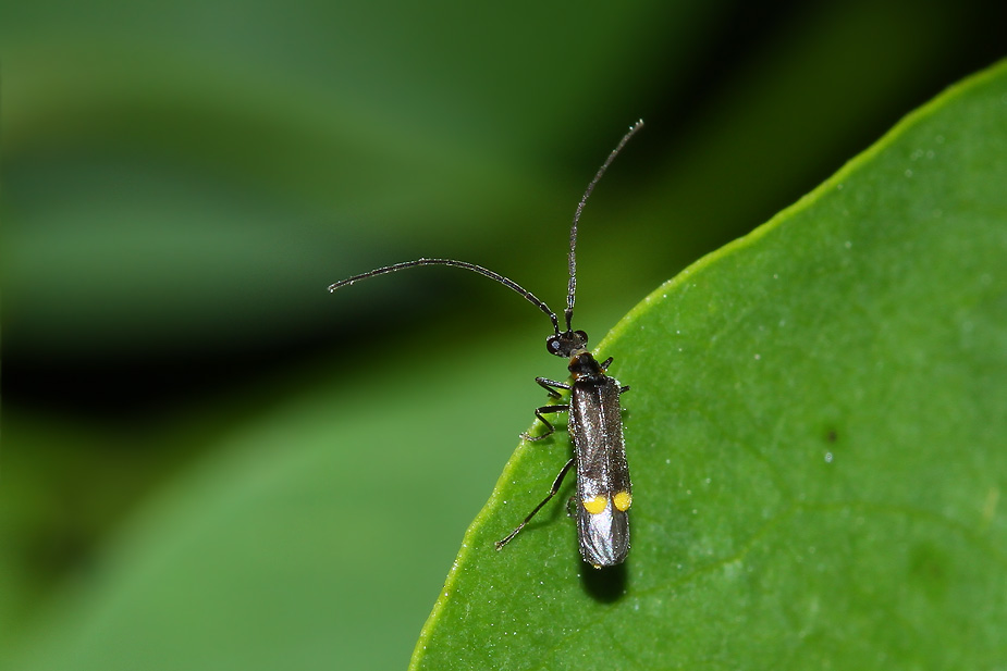 Malthodes sp._0631