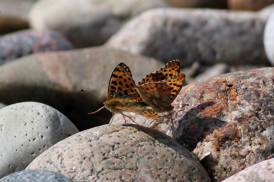 Issoria lathonia_1147