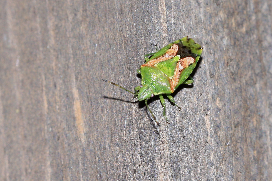 Cyphostethus tristriatus_1181