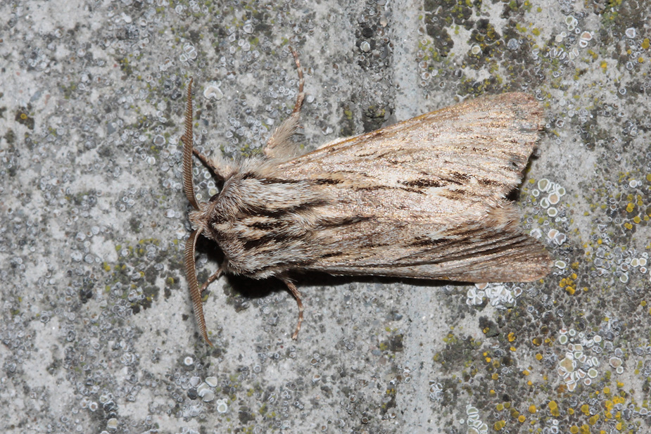 Asteroscopus sphinx_2440