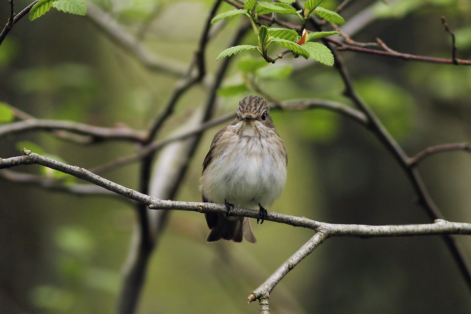 Fugl-Muscicapa striata_2449