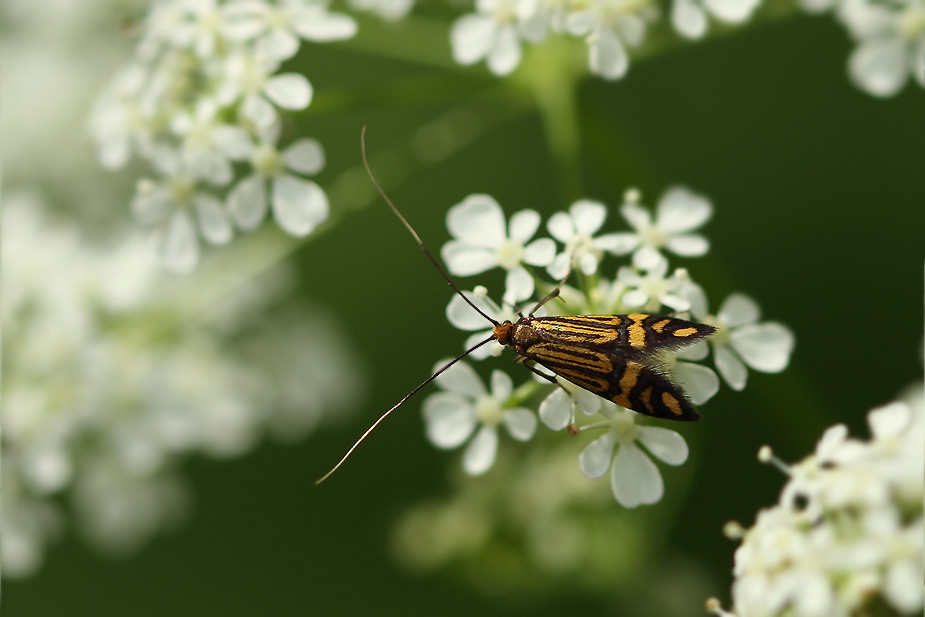 Nemophora ochsenheimerella_2745