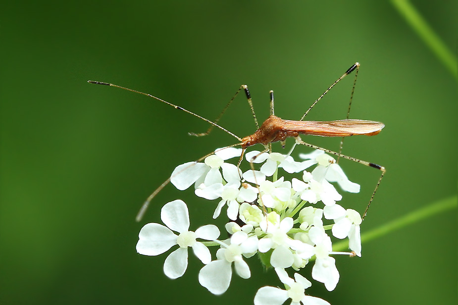 Metatropis rufescens_2784