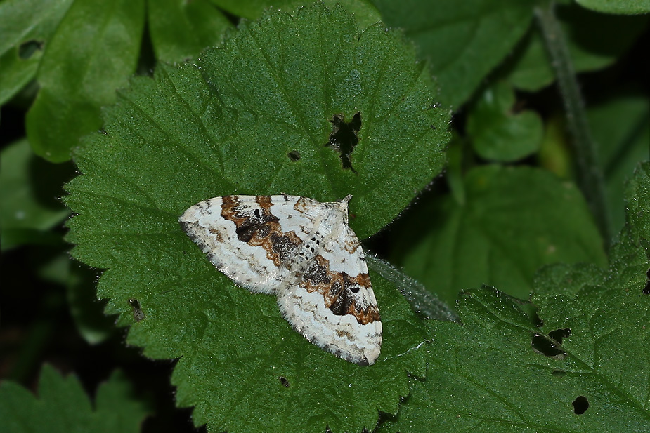 Xanthorhoe montanata_2846