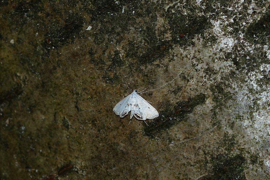 Cataclysta lemnata_2852