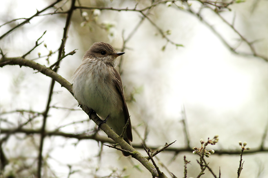 Fugl-Muscicapa striata_2908
