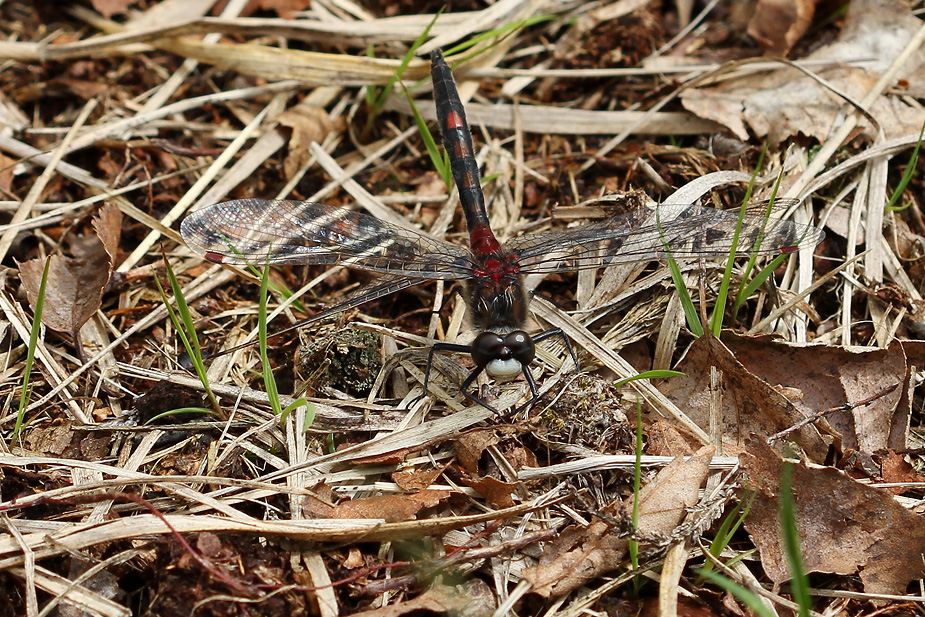 Leucorrhinia rubicunda_3134