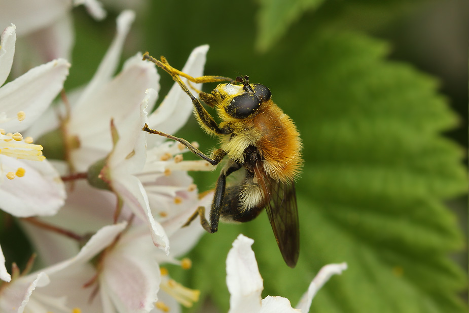 Criorhina floccosa_3249