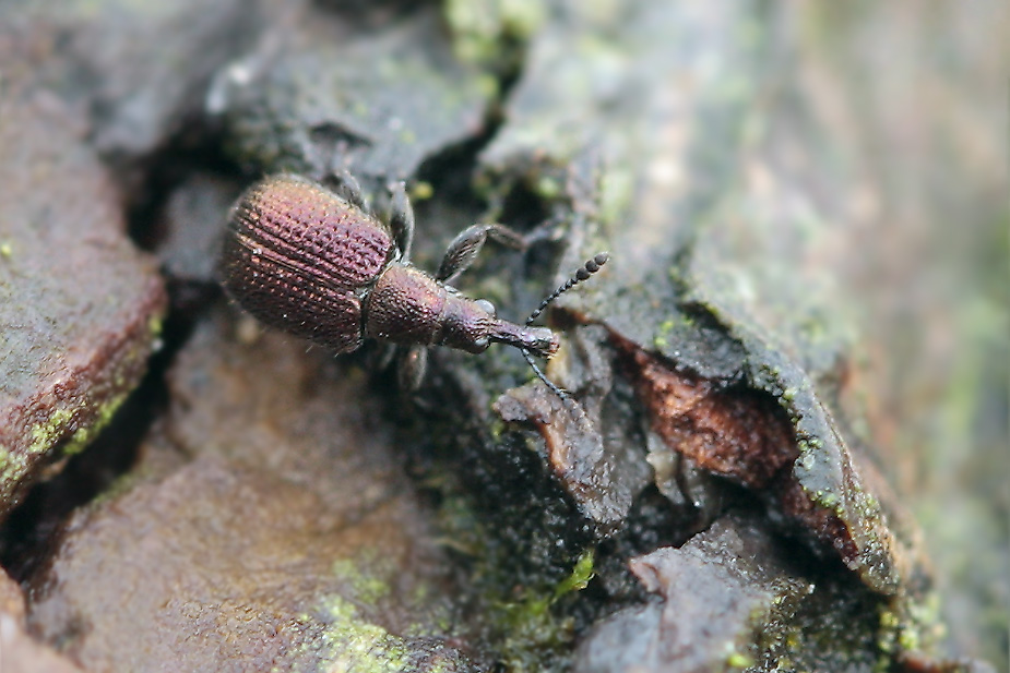 Rhynchites cupreus_3273