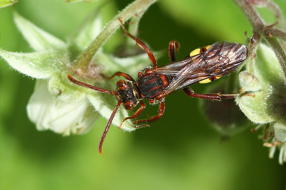 Nomada ruficornis_3324