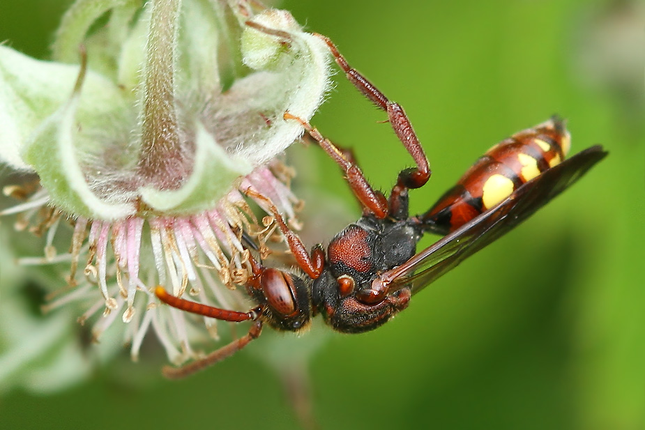 Nomada ruficornis_3344