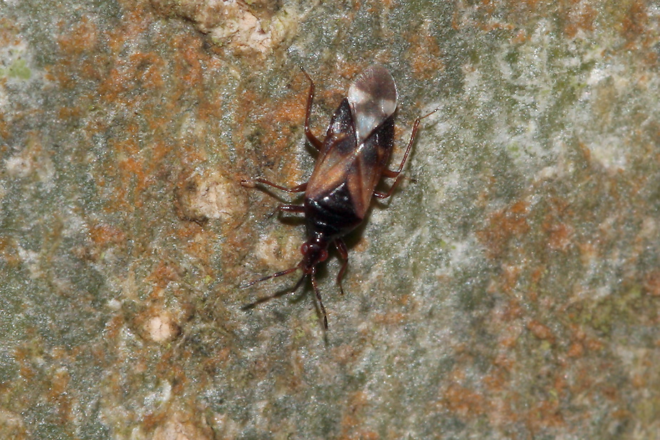 Anthocoris confusus_3351