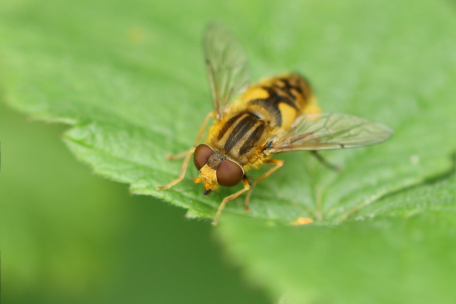 Parhelophilus versicolor_3428