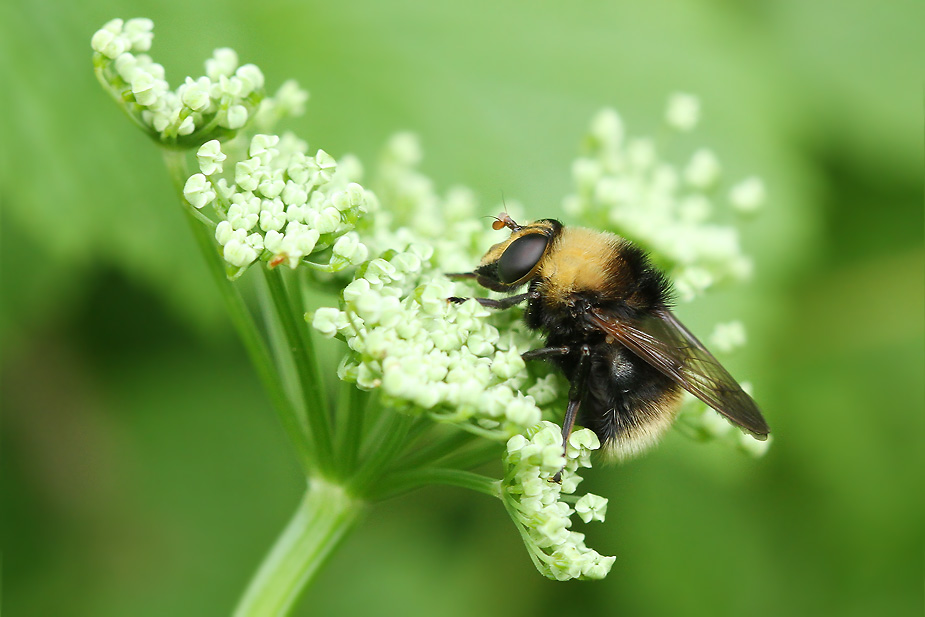 Criorhina berberina_3463