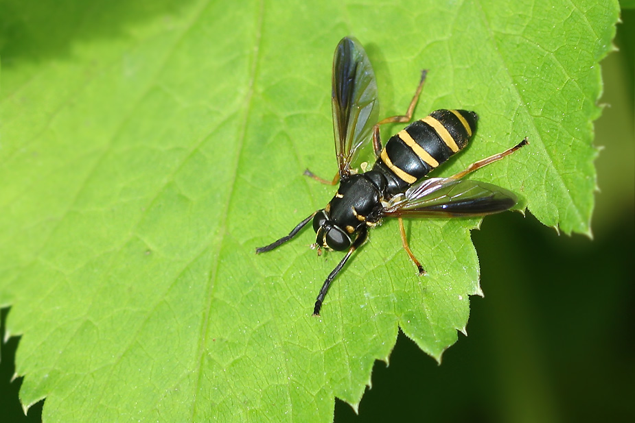 Temnostoma bombylans_3497