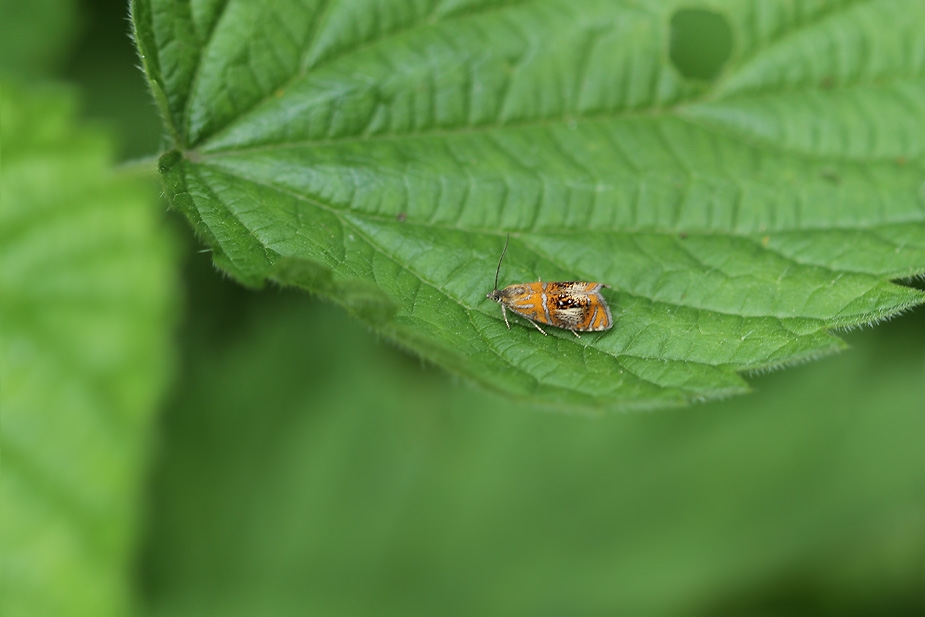 Olethreutes arcuella_3519