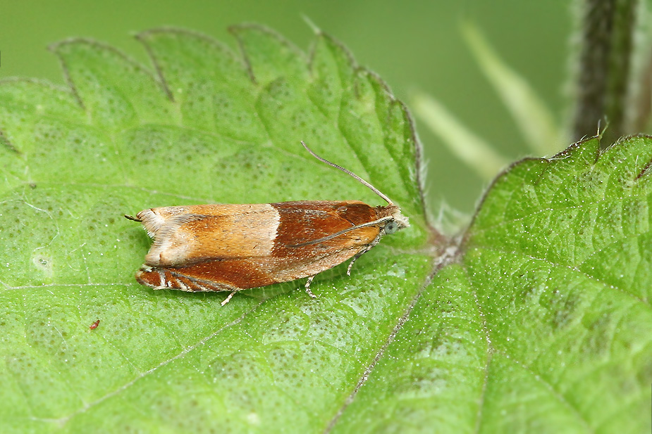 Ancylis mitterbacheriana_3529