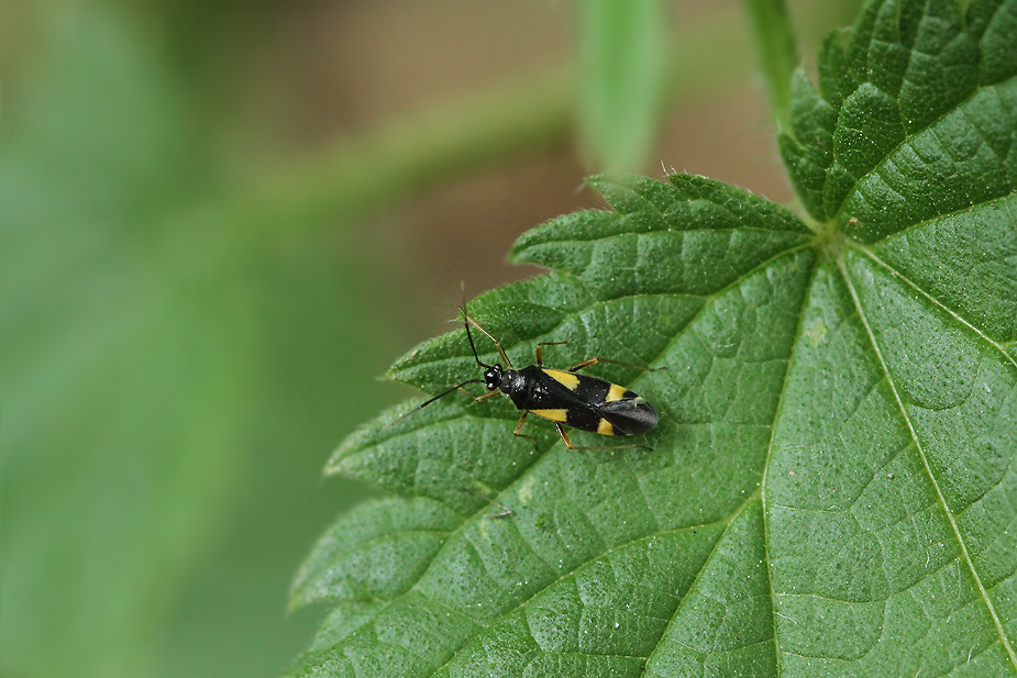 Dryophilocoris flavoquadrimaculatus_3544
