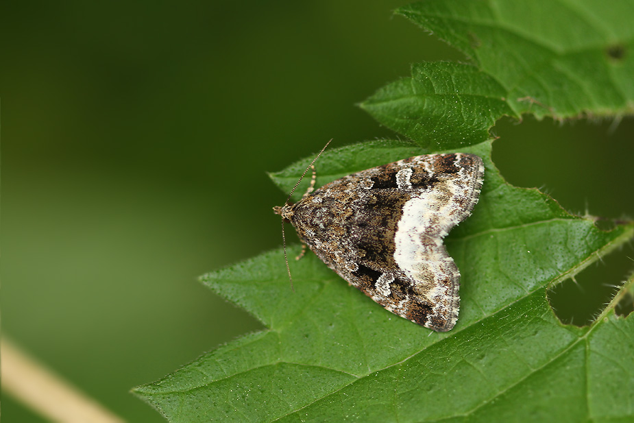 Deltote pygarga_3652