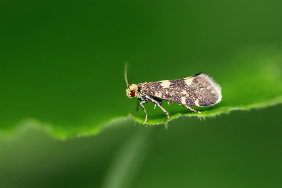Lampronia corticella_3737