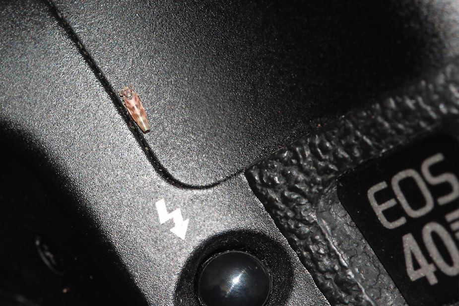 Linnavuoriana decempunctata_3747