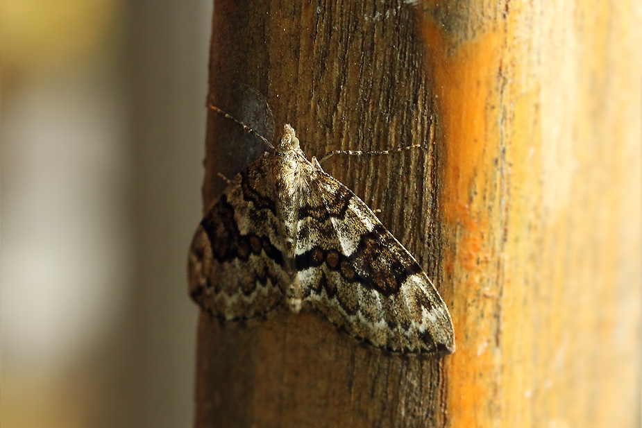 Thera variata / britannica_3750