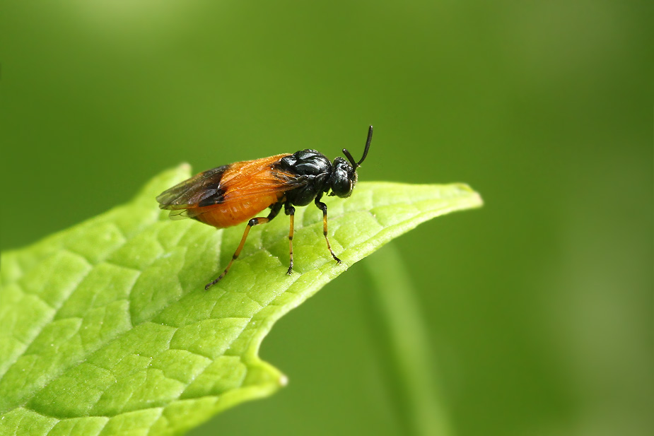 Arge cyanocrocea_3798