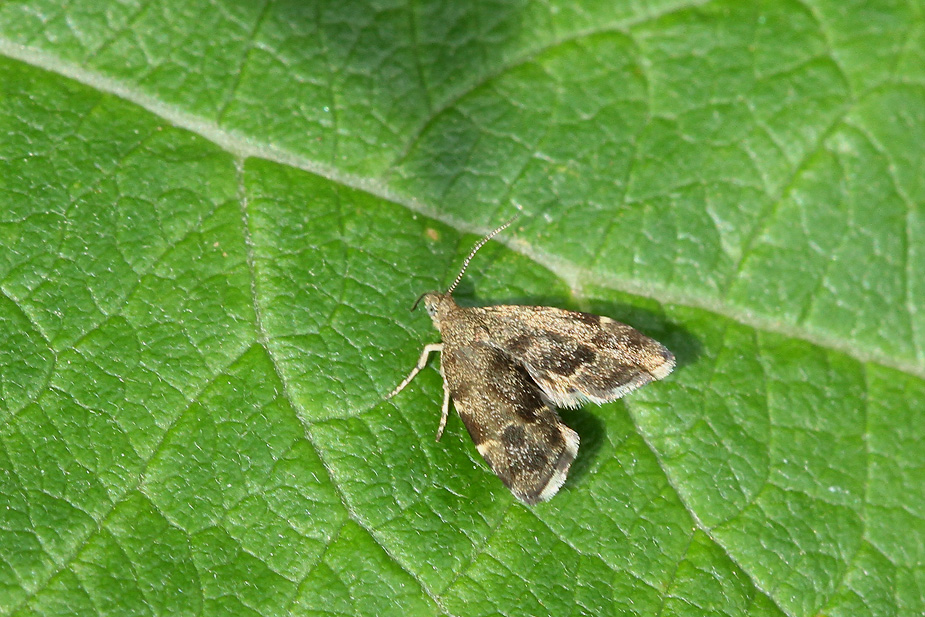 Anthophila fabriciana_3877