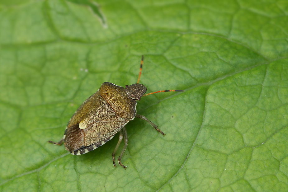 Palomena prasina_3904