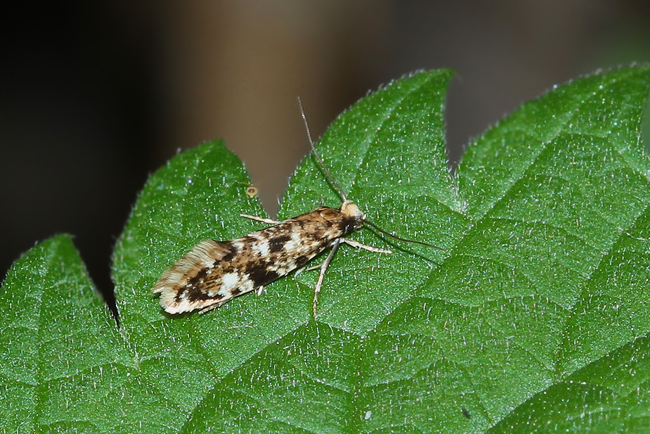 Nemapogon cloacella_3918