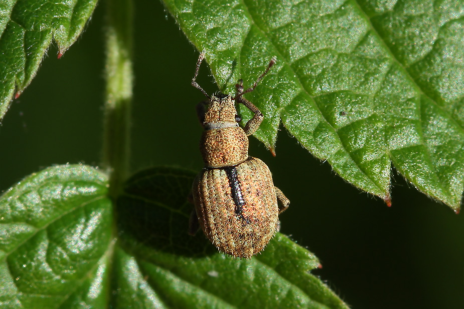 Strophosoma melanogrammum_4046