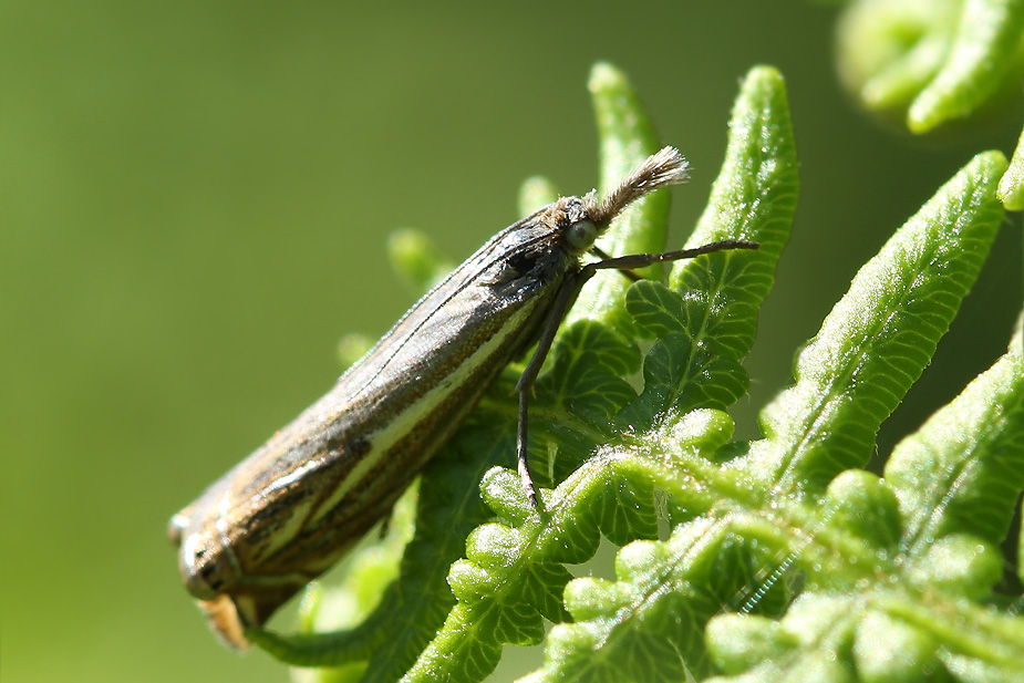 Crambus lathoniellus_4053