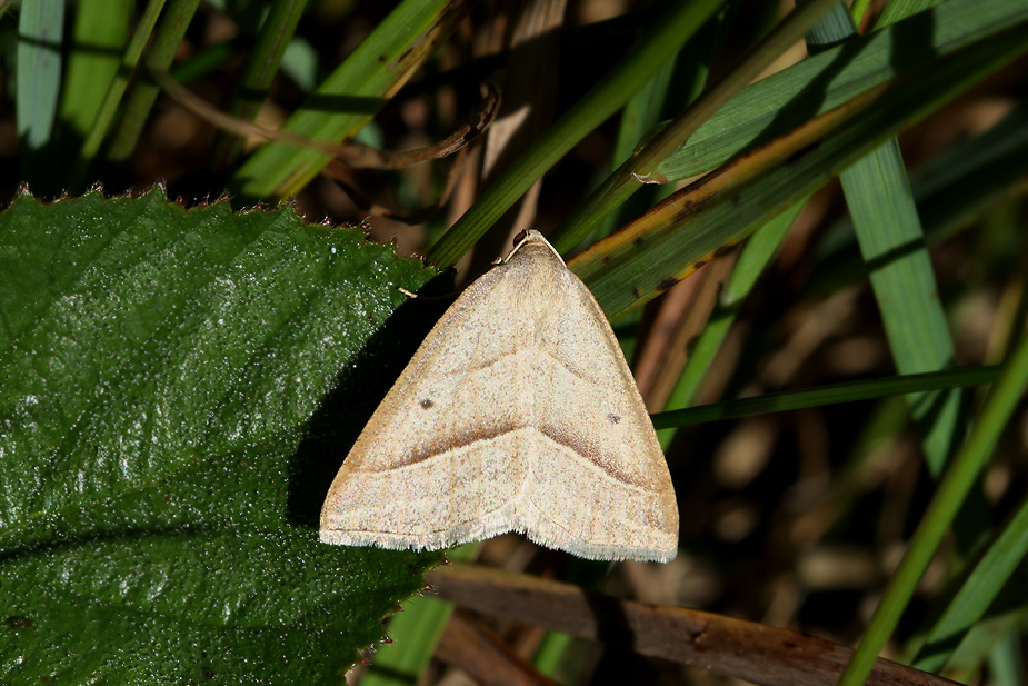 Petrophora chlorosata_4119