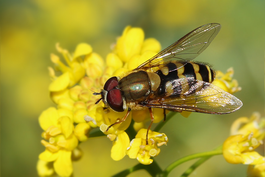 Syrphus torvus_4138