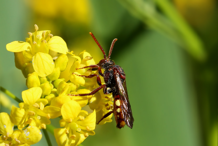 Nomada panzeri_4261
