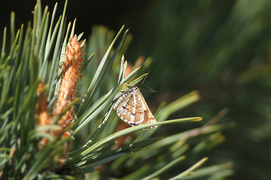 Bupalus piniaria_4311