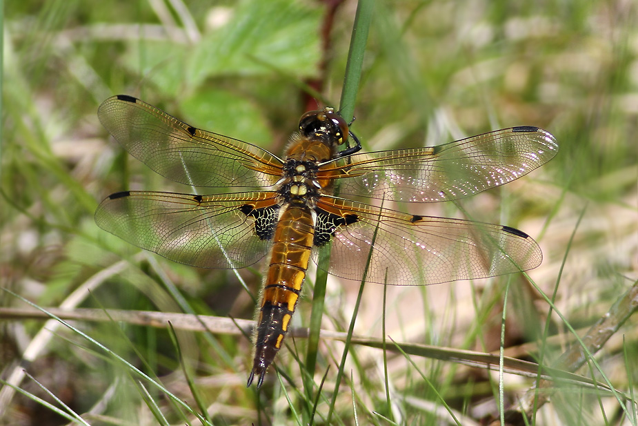 Libellula quadrimaculata