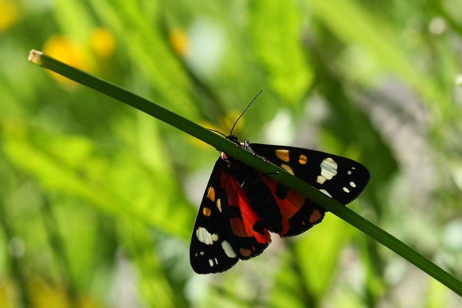 Callimorpha dominula_4564