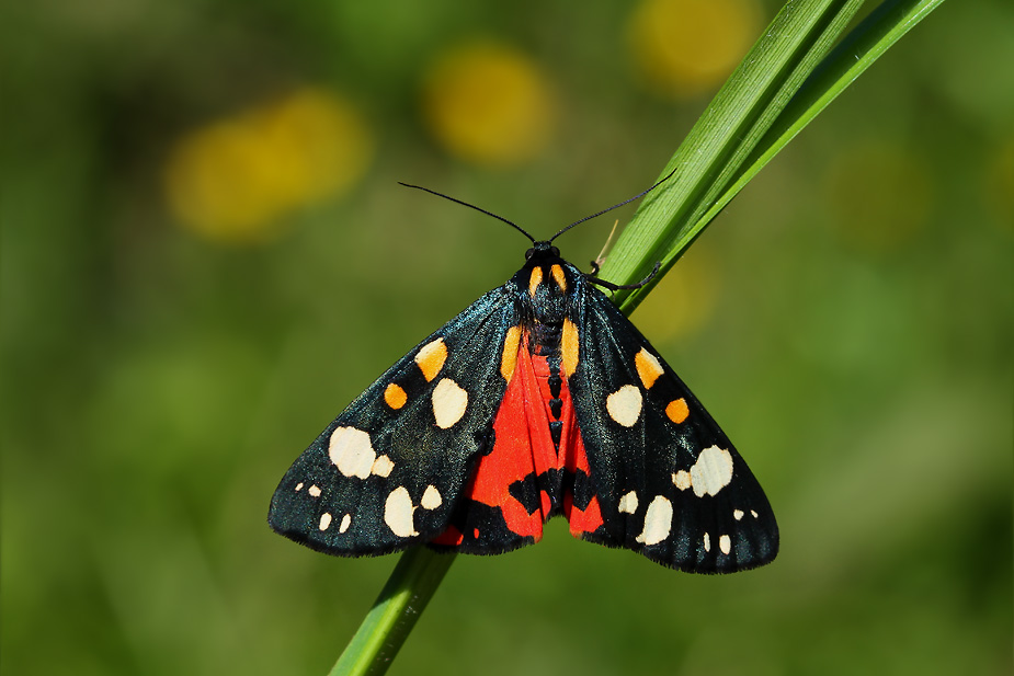 Callimorpha dominula_4617