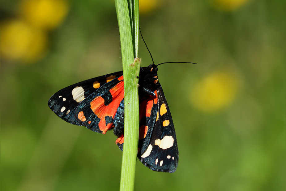 Callimorpha dominula_4677