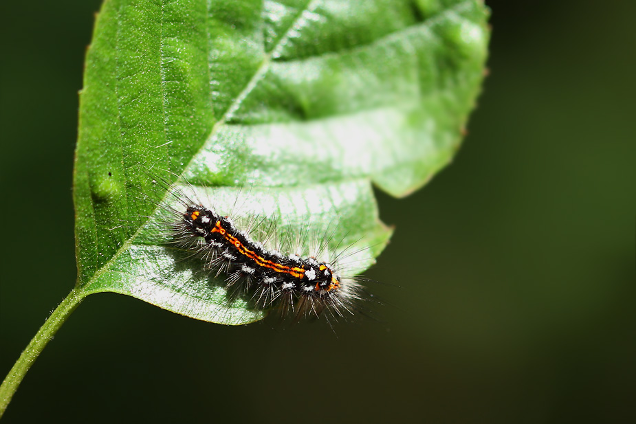 Euproctis similis_4685