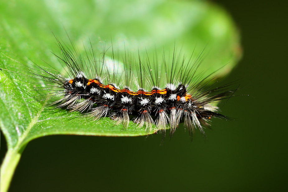 Euproctis similis_4694