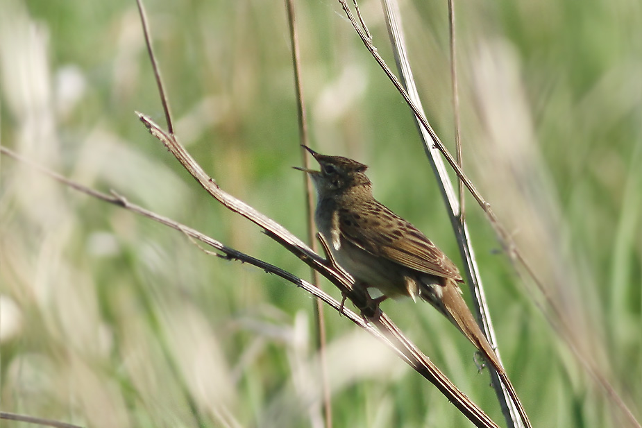 Locustella naevia_4704
